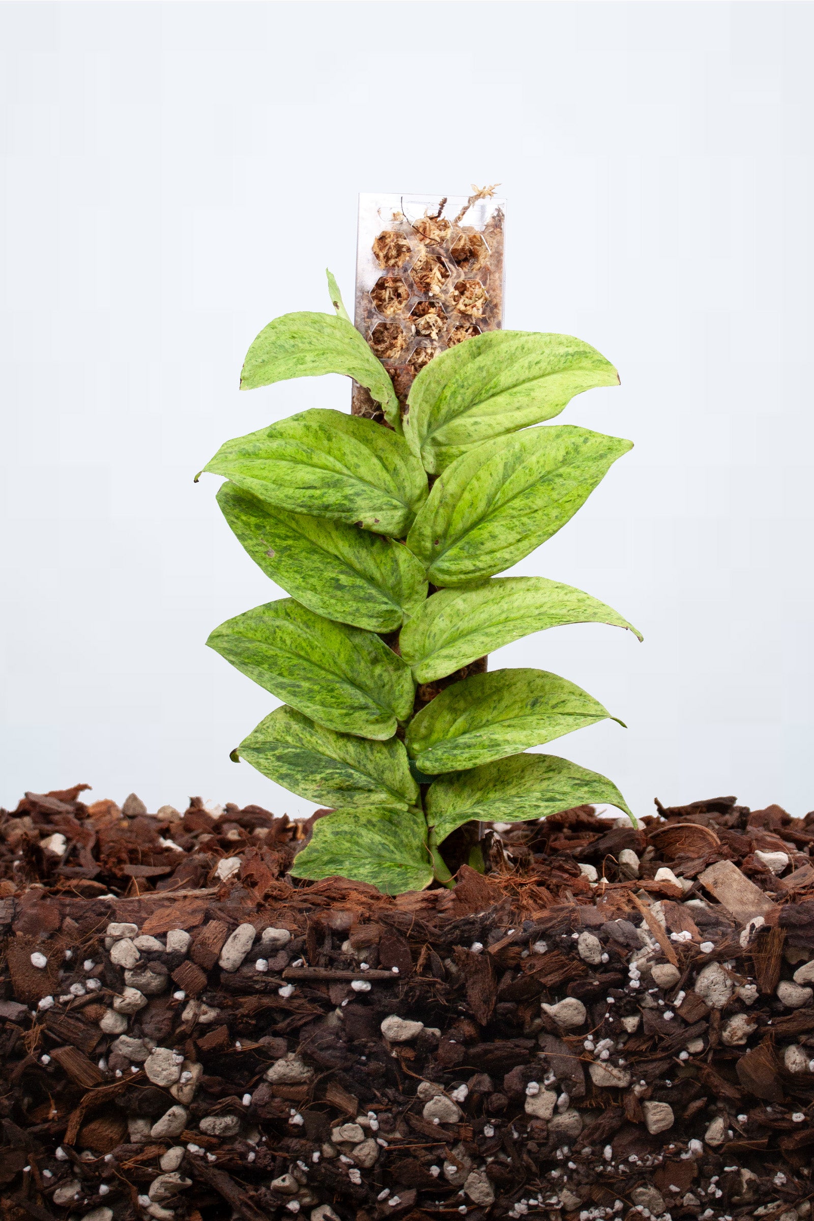 Rhaphidophora Korthalsii Marble Aurea