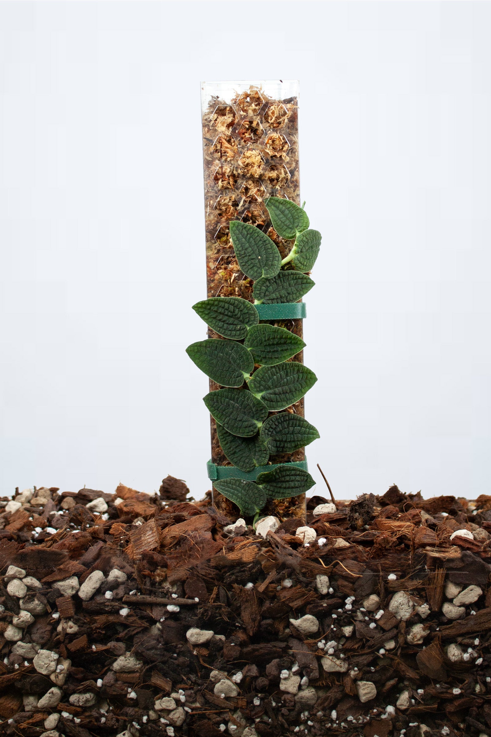 Rhaphidophora tenuis Silver