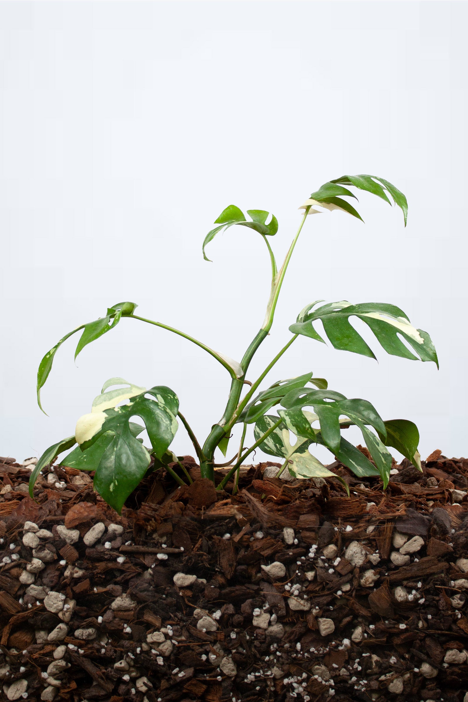 Rhaphidophora Tetrasperma Variegata