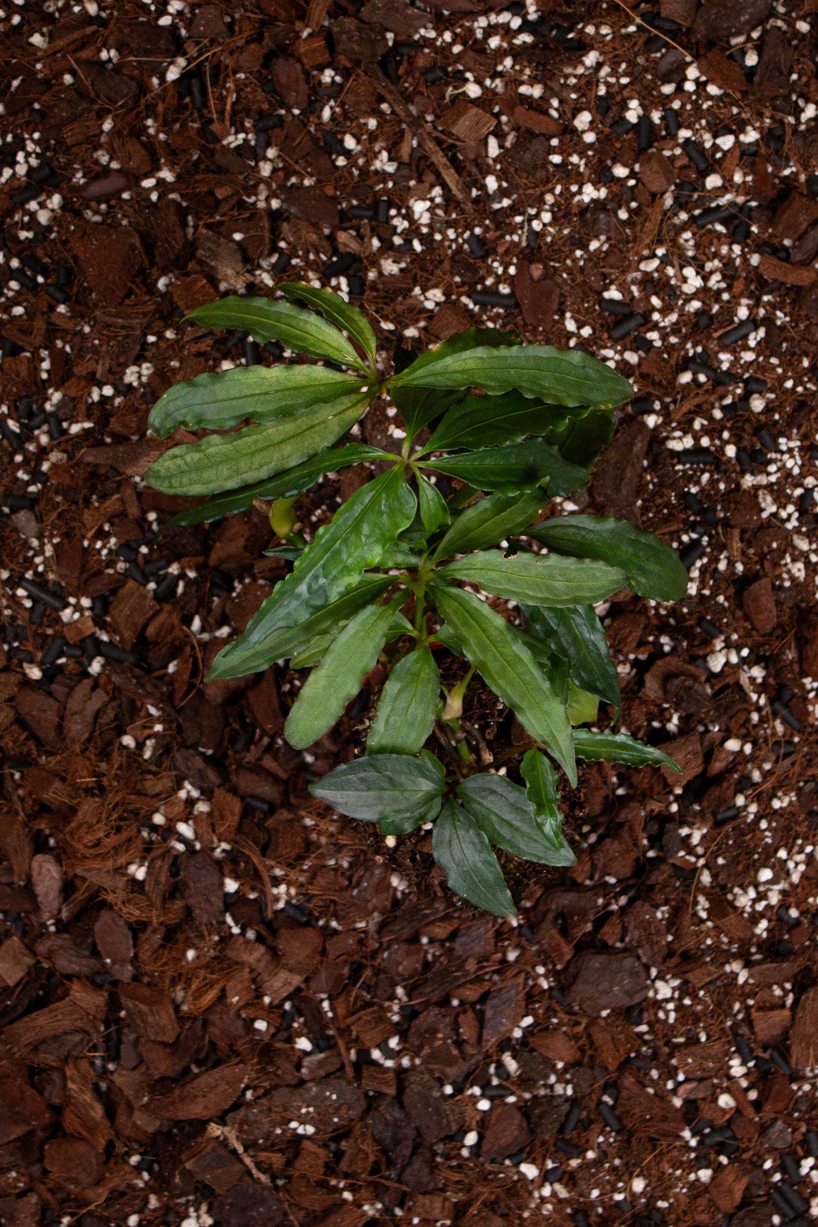 Anthurium Polyschistum