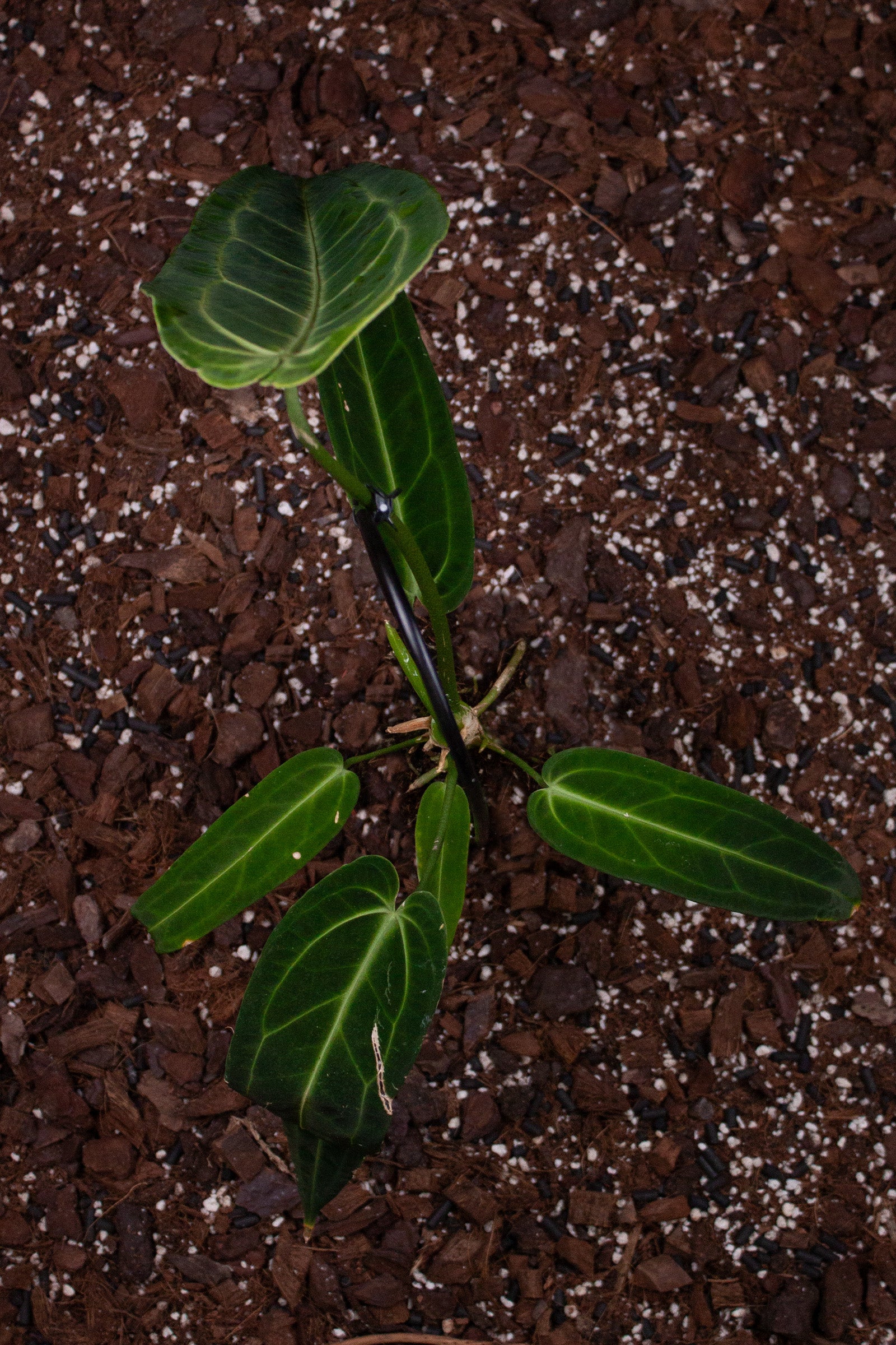 Anthurium Warocqueanum