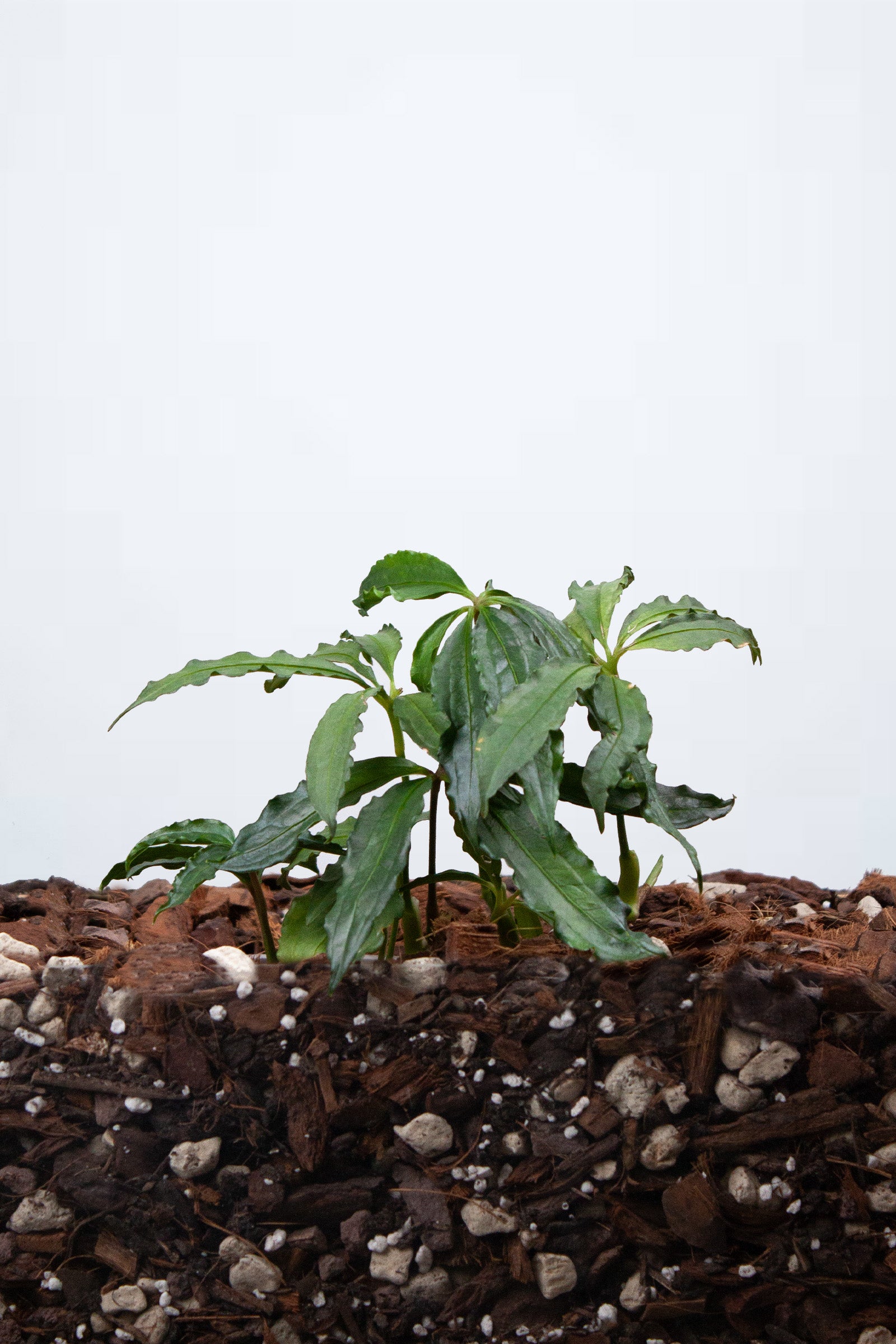 Anthurium Polyschistum