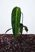 Anthurium Warocqueanum