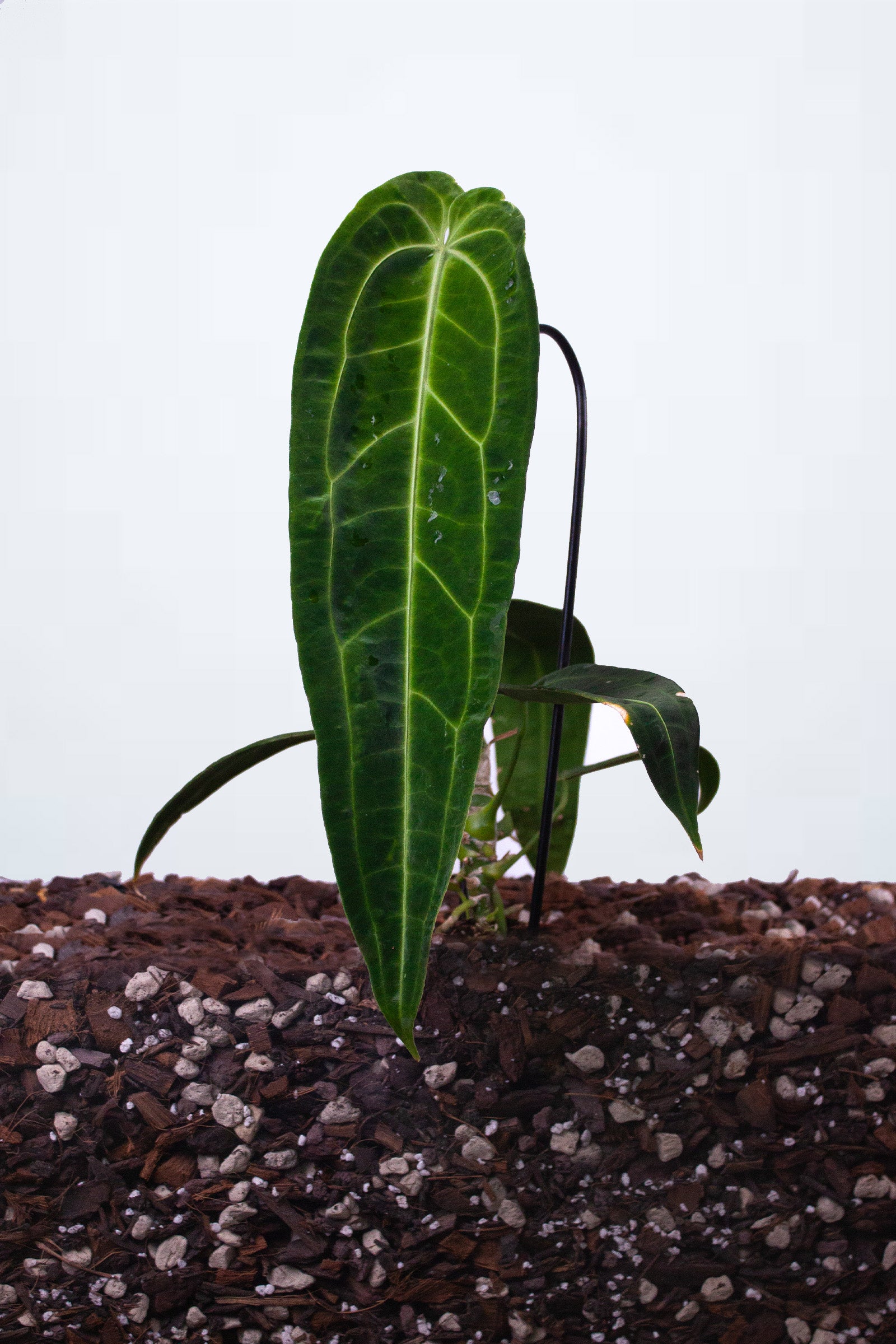 Anthurium Warocqueanum