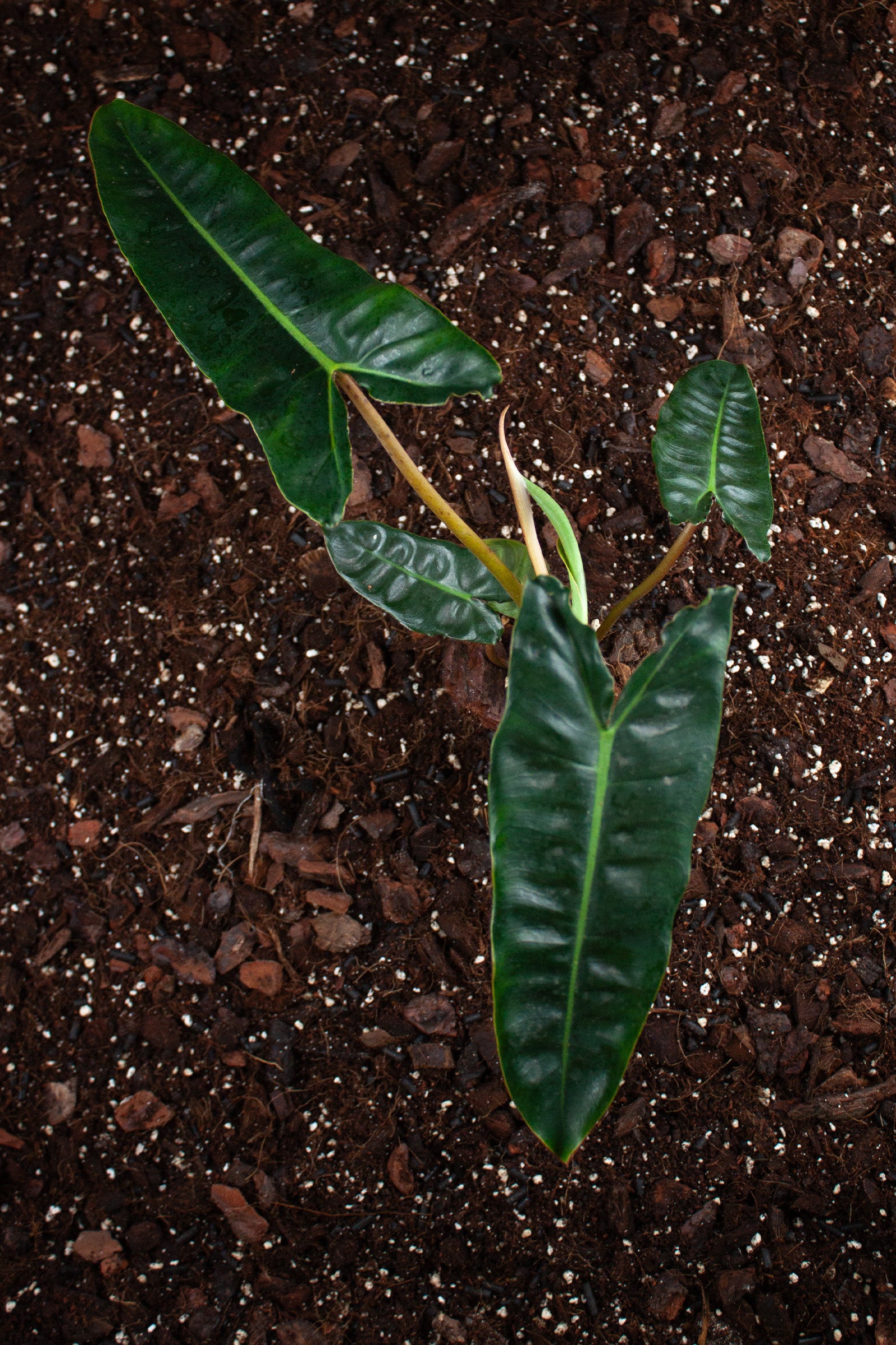 Philodendron Billietiae