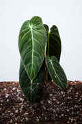 Philodendron Melanochrysum