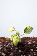 Philodendron Burle-Marx Variegata