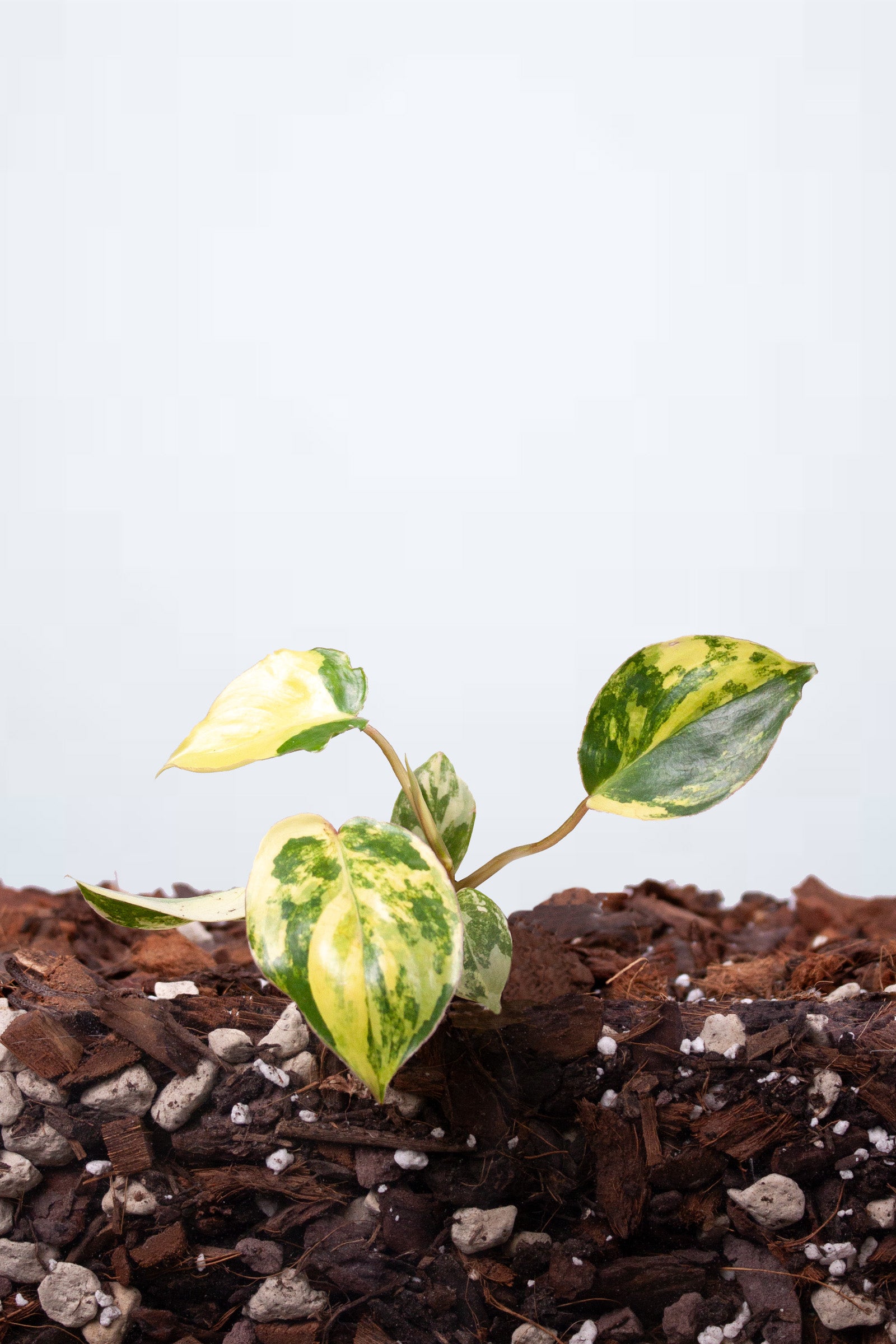 Philodendron Burle-Marx Variegata